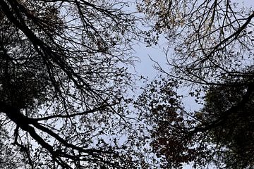 Baumkronen und Himmel von Yolande Mulder