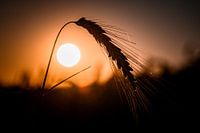 In the arc of the sun