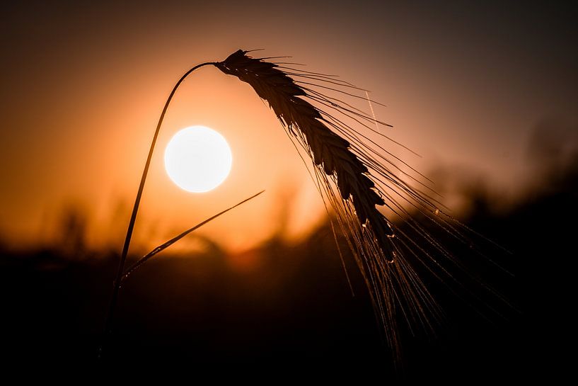 In the arc of the sun by Foto Oger