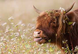 FLOWER POWER COW by Ellen Stegeman