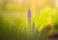 Krokussen in de lente. van Corné Ouwehand thumbnail
