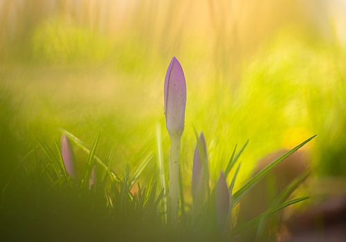 Les crocus au printemps.