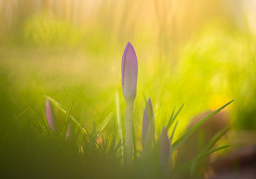 Krokussen in de lente. van Corné Ouwehand