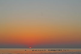 Lepelaars op strand, foto met veel lucht, zonsondergang Rockanje