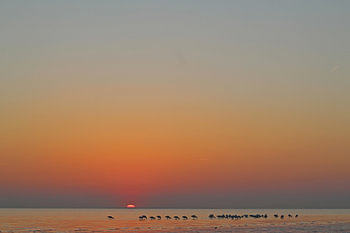 Des spatules sur la plage, photo avec beaucoup de ciel, coucher de soleil à Rockanje