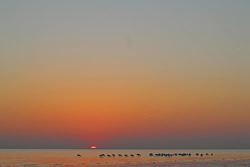 Des spatules sur la plage, photo avec beaucoup de ciel, coucher de soleil à Rockanje