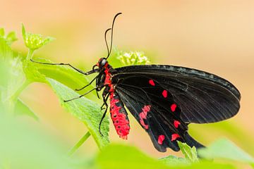 Page Vlinder Zwart en Rood