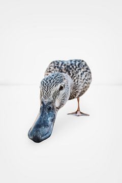Ente auf weißem Hintergrund von Elianne van Turennout