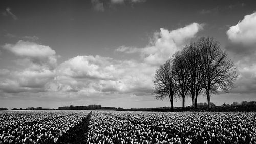 Hollands landschap van marco broersen