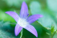 Campanula