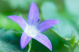 Campanula van Johan Slagers