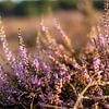 Heidekraut im Morgenlicht | Posbank | Veluwezoom | Rheden | Gelderland | Holland von Rebecca van der Schaft