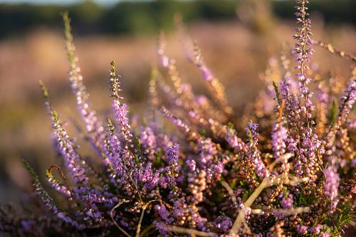 Heide in het ochtendlicht | Posbank | Veluwezoom | Rheden | Gelderland | Holland