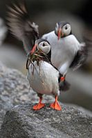 Puffins in the last evening light Norway