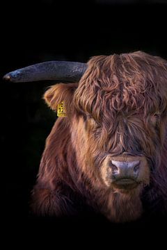 Portret van een Schotse Hooglander van 7.2 Photography