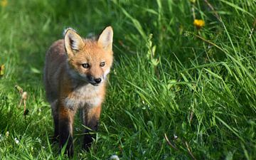 Ein junger Fuchs im Frühling von Claude Laprise
