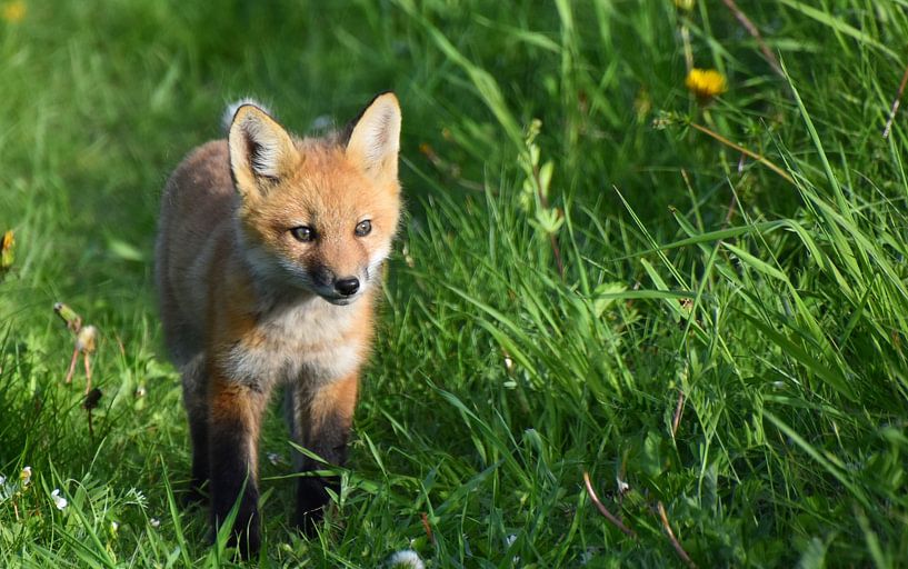Ein junger Fuchs im Frühling von Claude Laprise