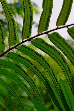 Close-up of the underside of the leaves of a fern with spores by Studio LE-gals