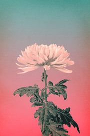 Chrysantheme von vanMuis