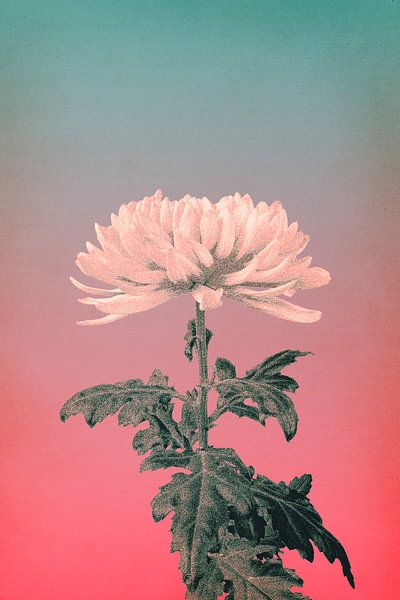 Chrysantheme von vanMuis