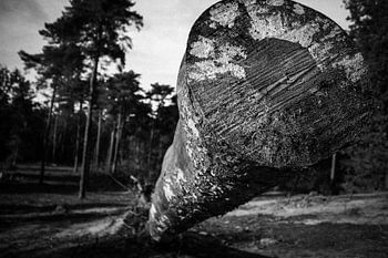 Ein kuscheliger Baumstumpf