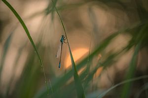 Demoiselle avec le soleil levant sur Moetwil en van Dijk - Fotografie