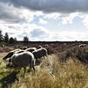 Schafe auf dem Moor in Wierde von Jan Klijn