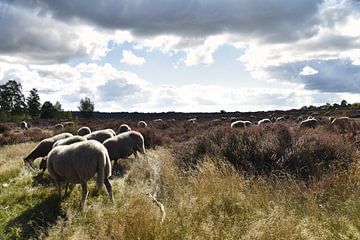 Sheep on the moor in Wierde by Jan Klijn