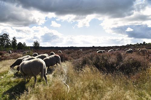 Schapen op de heide in Wierde