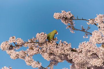 ring-necked parakeet in cherry blossom