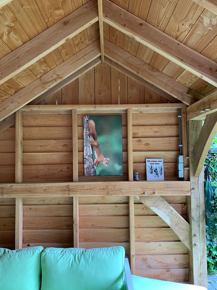 Eichhörnchen  von Menno Schaefer 