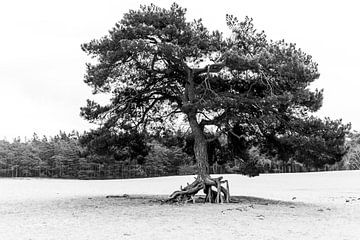 L'arbre courant sur Mike Peek