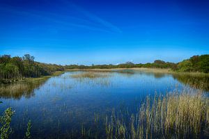  Fen in den Dünen bei Hoek van Holland