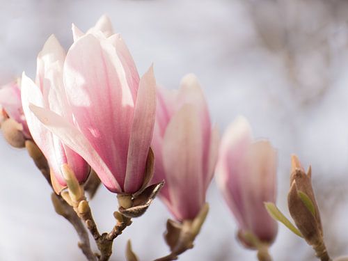 Magnolias in spring light