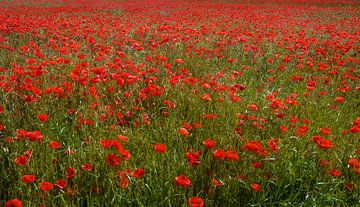 Veld met rood klaprozen