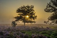 Een prachtige wereld tijdens de zonsopkomst