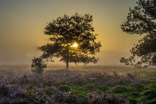 Een prachtige wereld tijdens de zonsopkomst