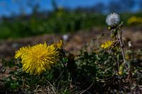 Dandelion