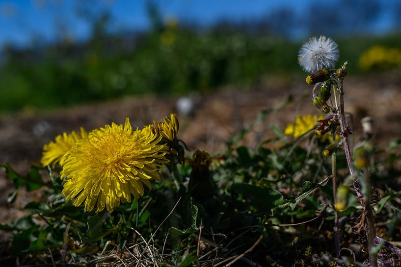 Dandelion by Jaap van den Bosch