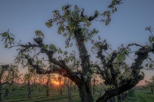 Grillige fruitboom bij zonsondergang
