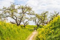 Travaux sur le Groeneweg