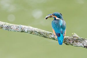 Kingfisher with a fish meal.