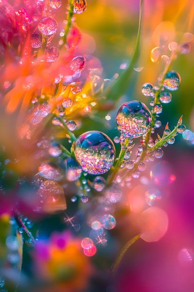 Drops of water on colourful petals by Poster Art Shop