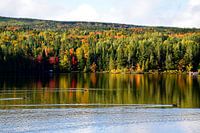 Ducks on the lake in autumn