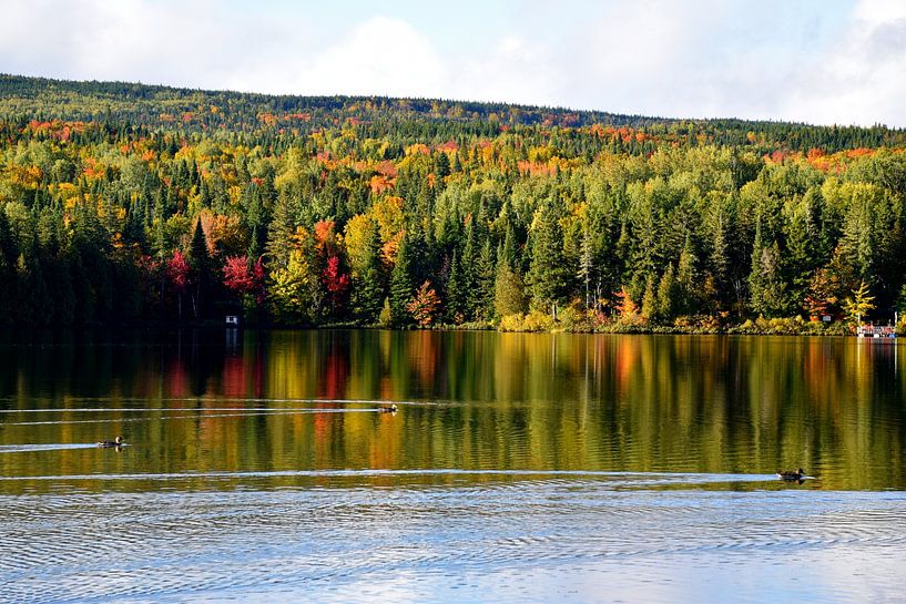 Ducks on the lake in autumn by Claude Laprise