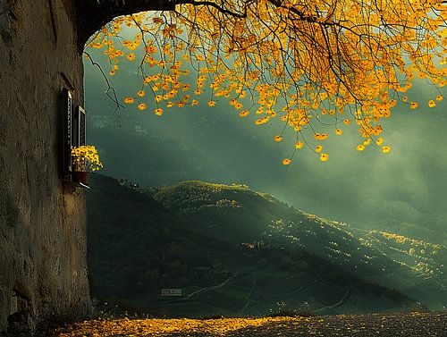 Fenêtre d'automne avec fleurs jaunes