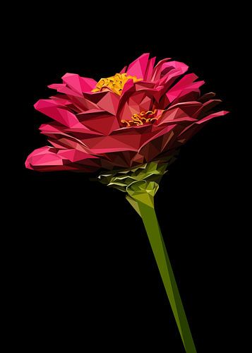 Rode Zinnia Bloem Abstract Laagpolig