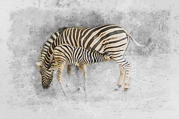Zebra von Bert Quaedvlieg