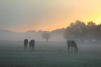 Pferde vor Sonnenaufgang