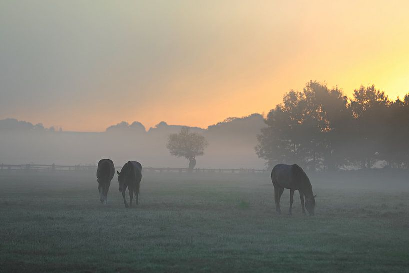 Horses before sunrise by Bernhard Kaiser